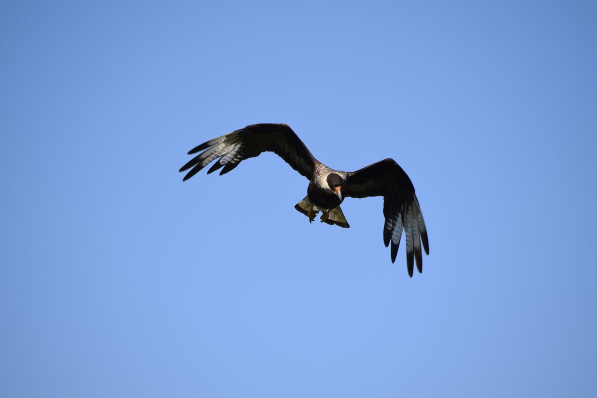 "Vuelo" de Silvina Bordese