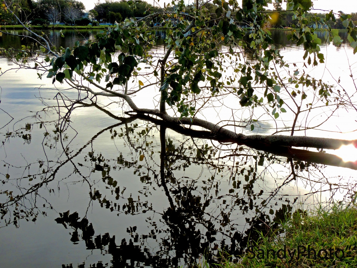 "Reflejos,lneas,luz,naturaleza, agua......." de Sandra M Garcia