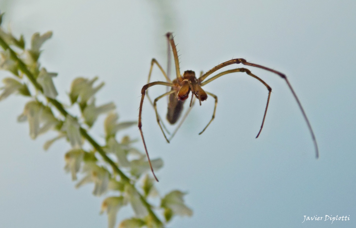 "Spider-Man en bajada" de Javier Diplotti