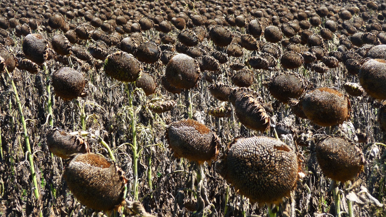 "Girasoles" de Kile Zabala