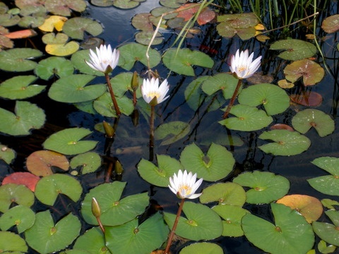 "belleza natural en el parque Sharona" de Tzvi Katz