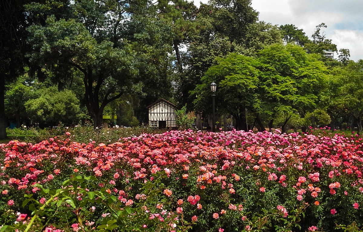 "` EL ROSEDAL `" de Graciela Larrama