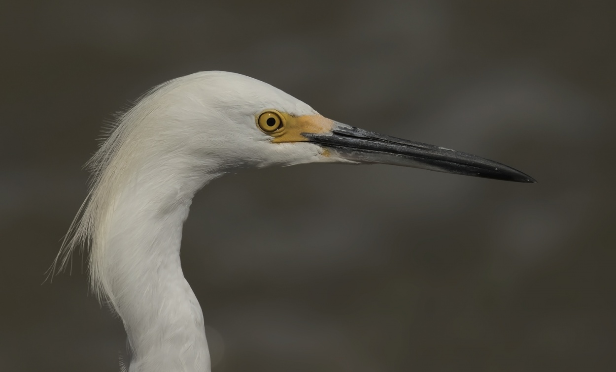 "Retrato de una garza" de Edith Polverini