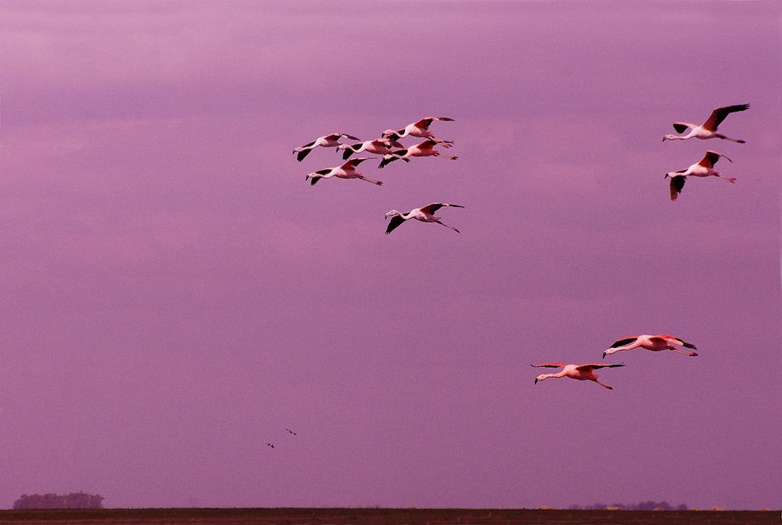 "Vuelo" de Gerardo Saint Martn