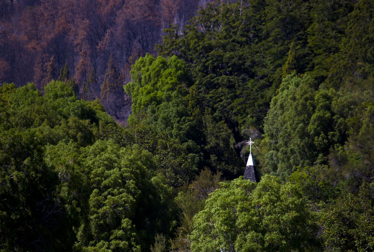 "El rbol y el bosque..." de Gustavo Acosta