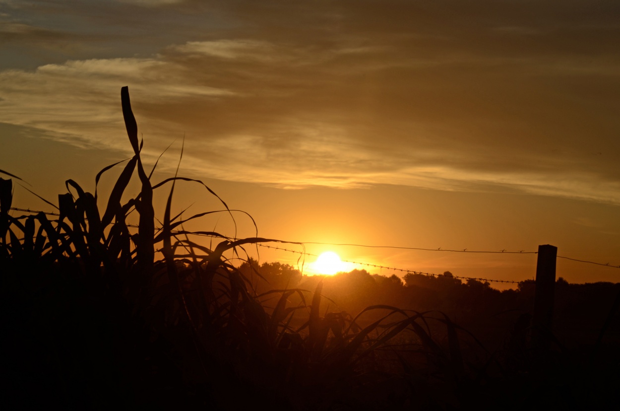 "Cae la tarde en el campo" de Monica Rollan