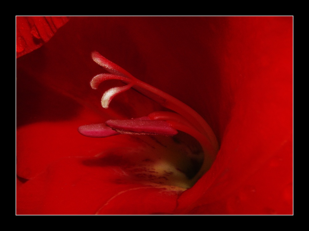 "intimidad de una flor" de Lidia Gonzalez