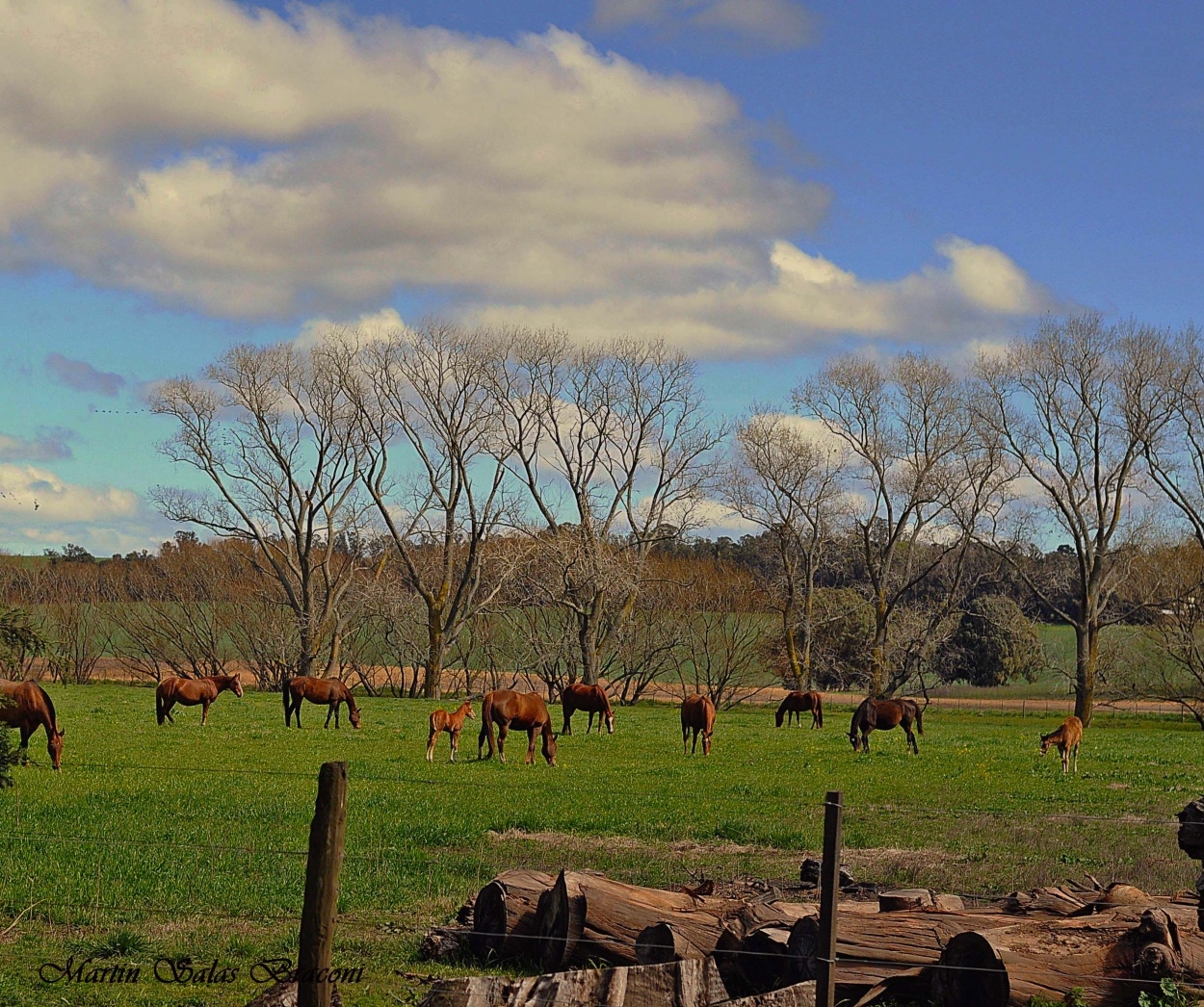 "Caballos" de Martin Salas Braconi