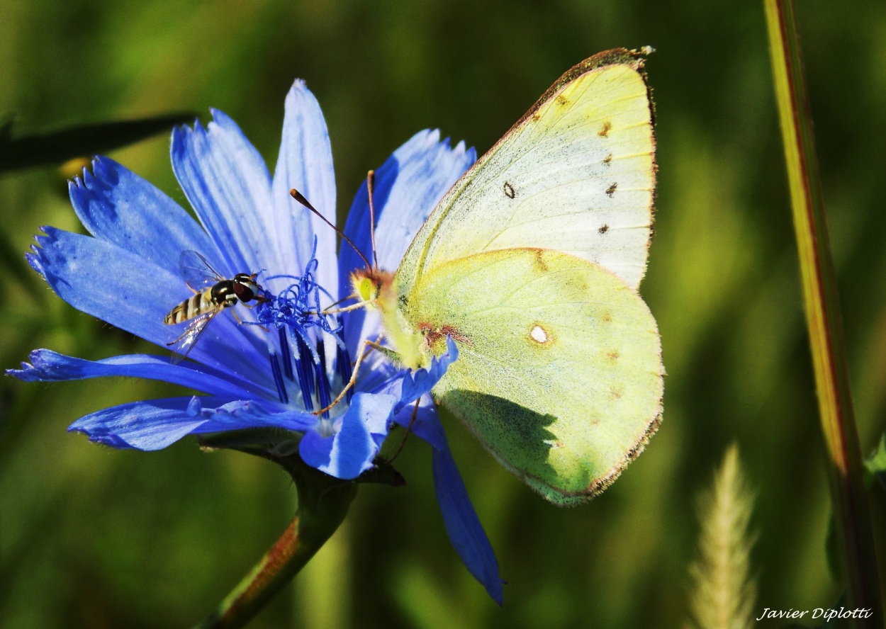 "Compartiendo nectar" de Javier Diplotti