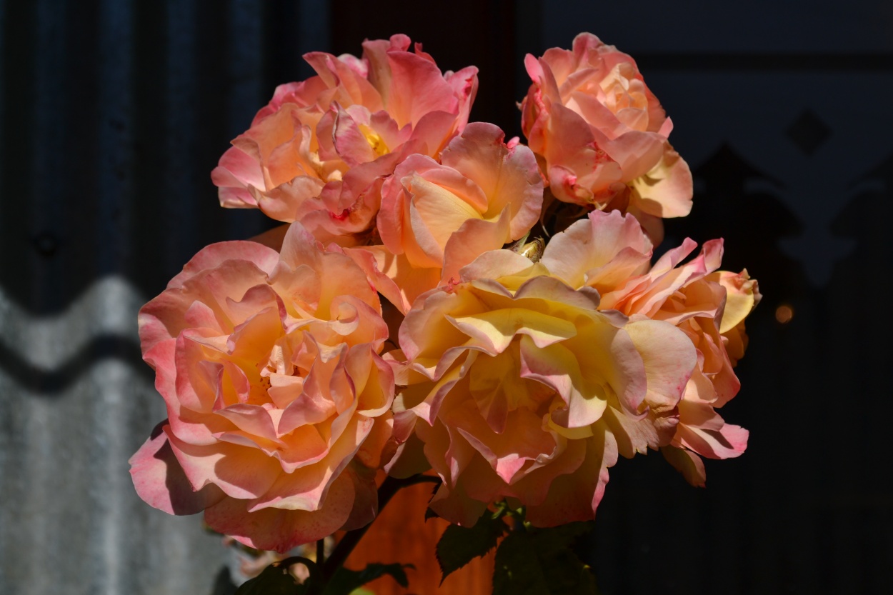 "Rosas de El Calafate" de Teresa Panizza