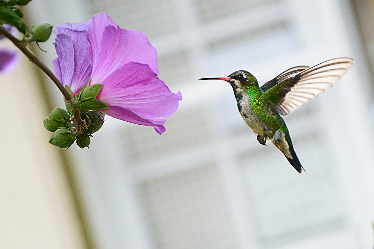 "Nectar a mi...!!!" de Ruben H. Bongianino