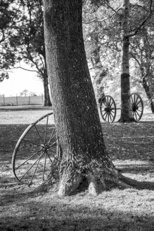 "El campo y sus encantos" de M. Angeles Colla