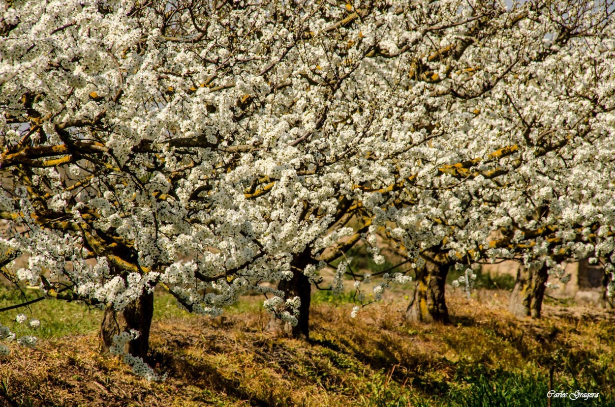 "primavera II" de Carlos Gustavo Gragera Garriga