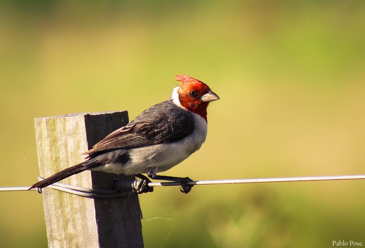 "Cardenal." de Pablo Pose