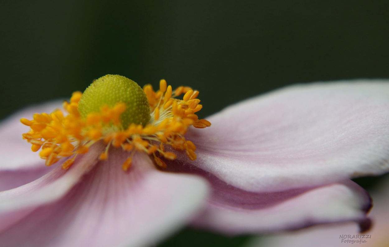 "Un simple flor" de Nora Rizzi