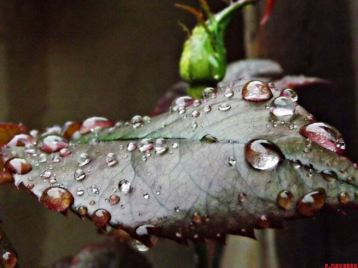 "gotas de lluvia" de Pascual Navarro