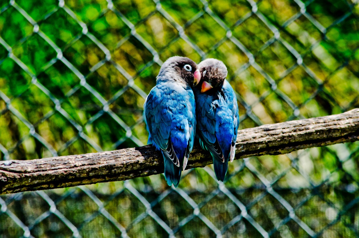 "Love by Freedom" de Imanol Insaurralde