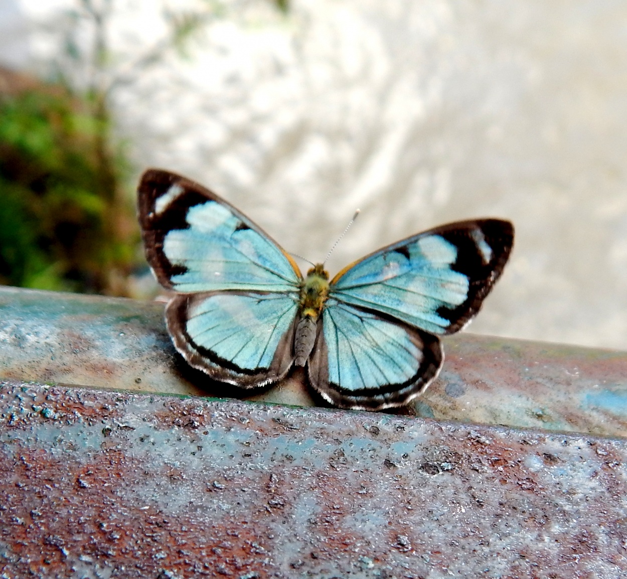 "Mariposa II" de Luis Alberto Salvarezza