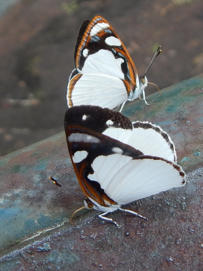 "Mariposas IV" de Luis Alberto Salvarezza