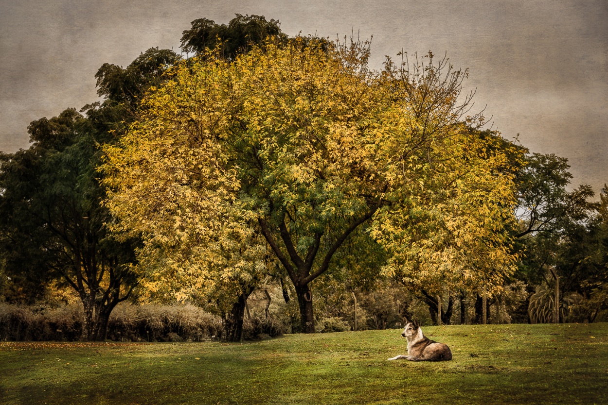 "Pintura de perro en descanso" de Fernando Valdez Vazquez