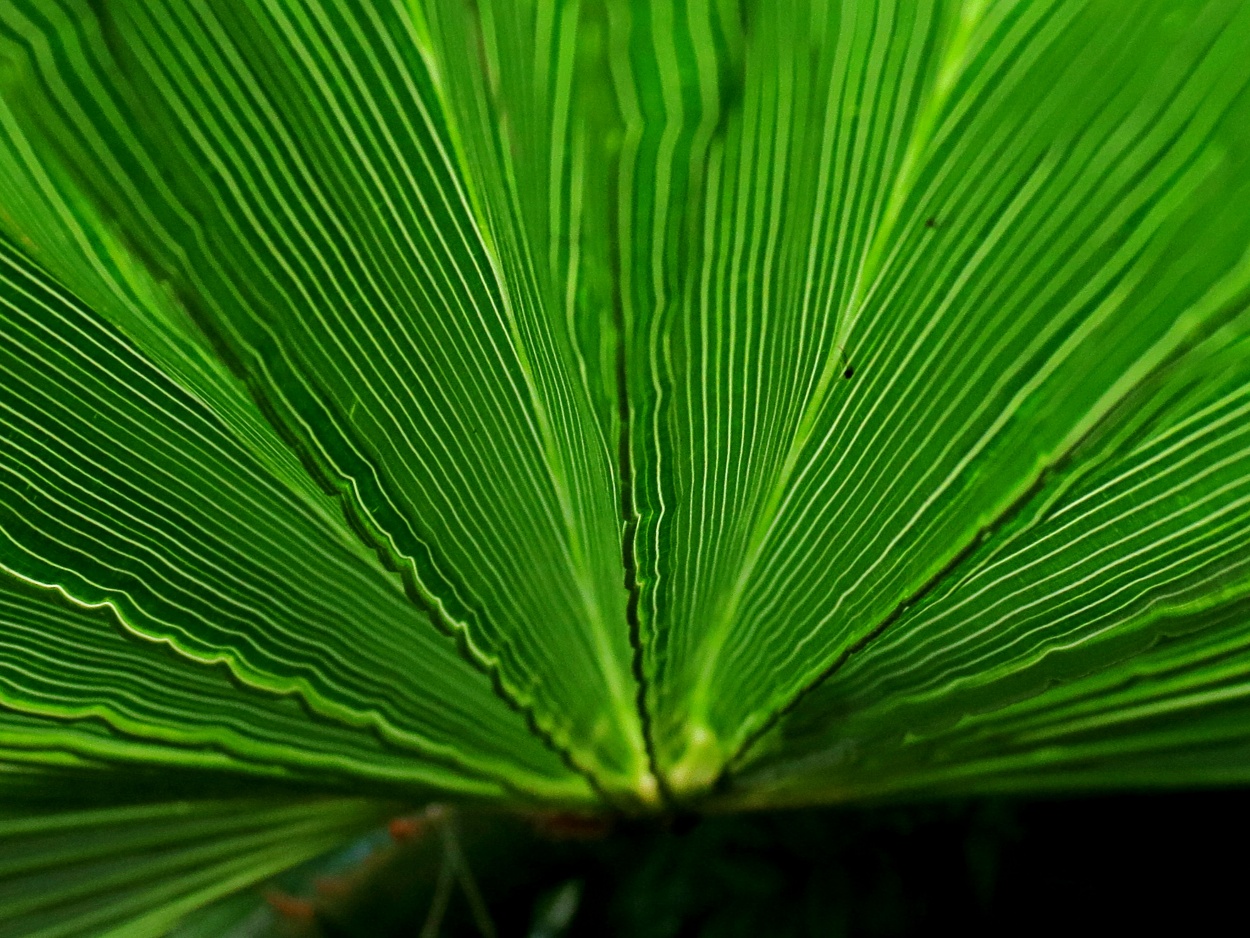 "Verde abanico" de Manuela Iriel Cantero