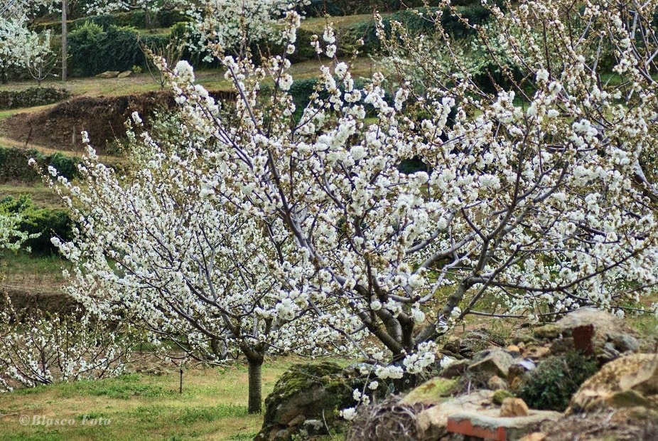 "Cerezo en flor" de Luis Blasco Martin