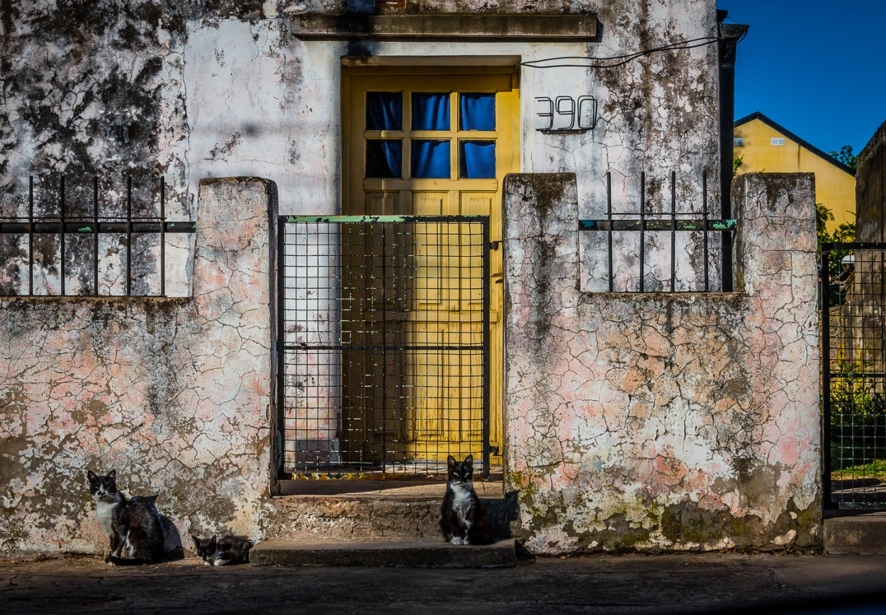 "Tres gatos" de Fernando Valdez Vazquez