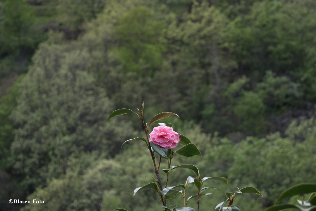 "La rosa solitaria" de Luis Blasco Martin