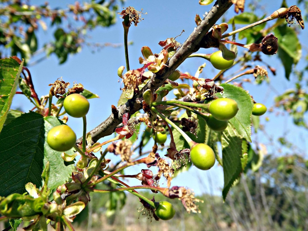 "cerezas" de Pascual Navarro