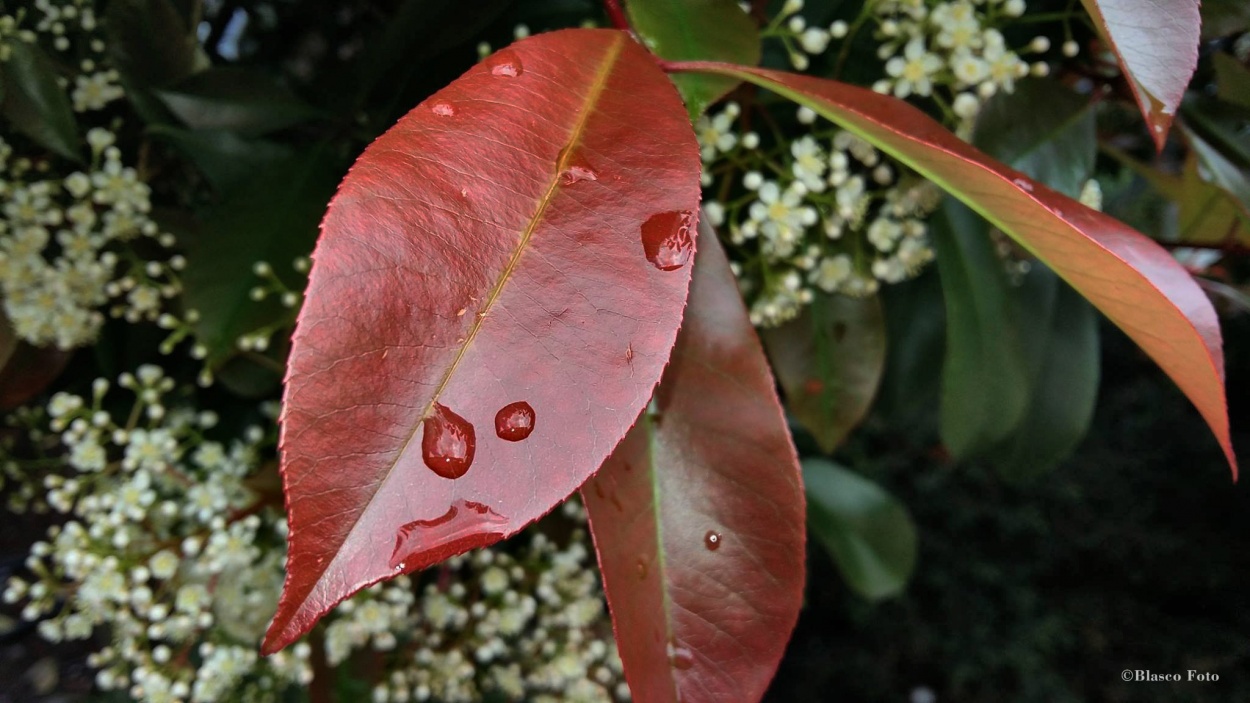 "Gotas de agua" de Luis Blasco Martin