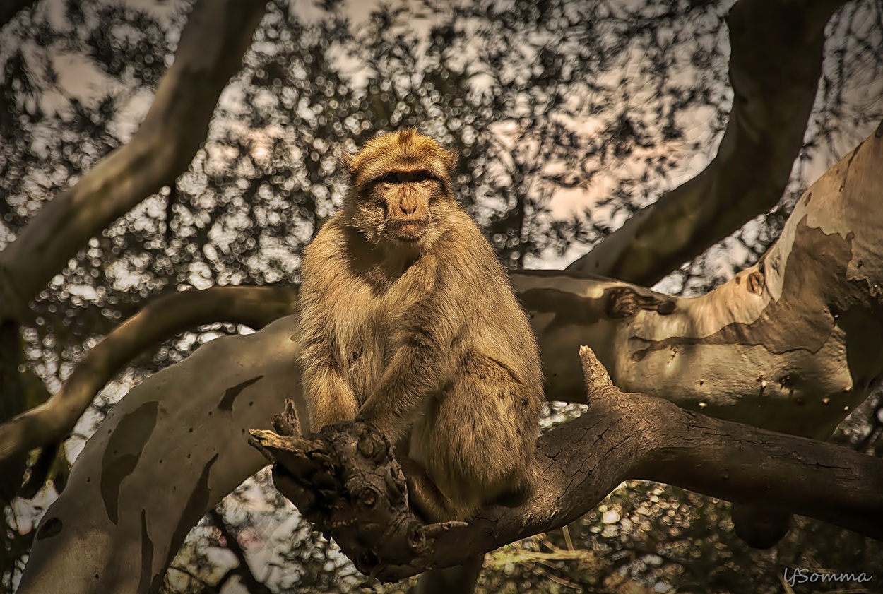 "Otro macaco" de Luis Fernando Somma (fernando)