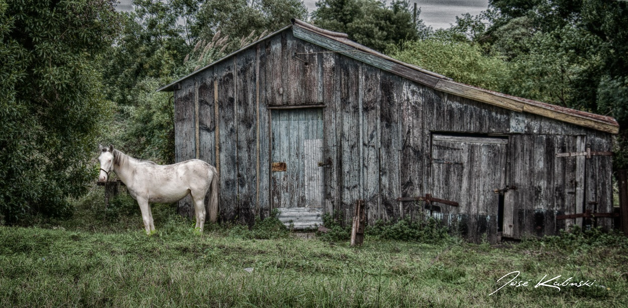 "The White Horse" de Jose Carlos Kalinski