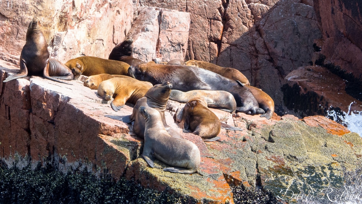 "Rincones del Per #114 Islas Ballestas" de David Roldn