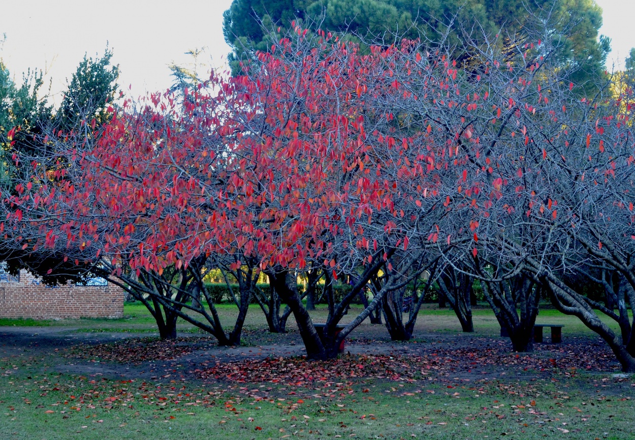 "hojas rojas" de Leonardo Perissinotto