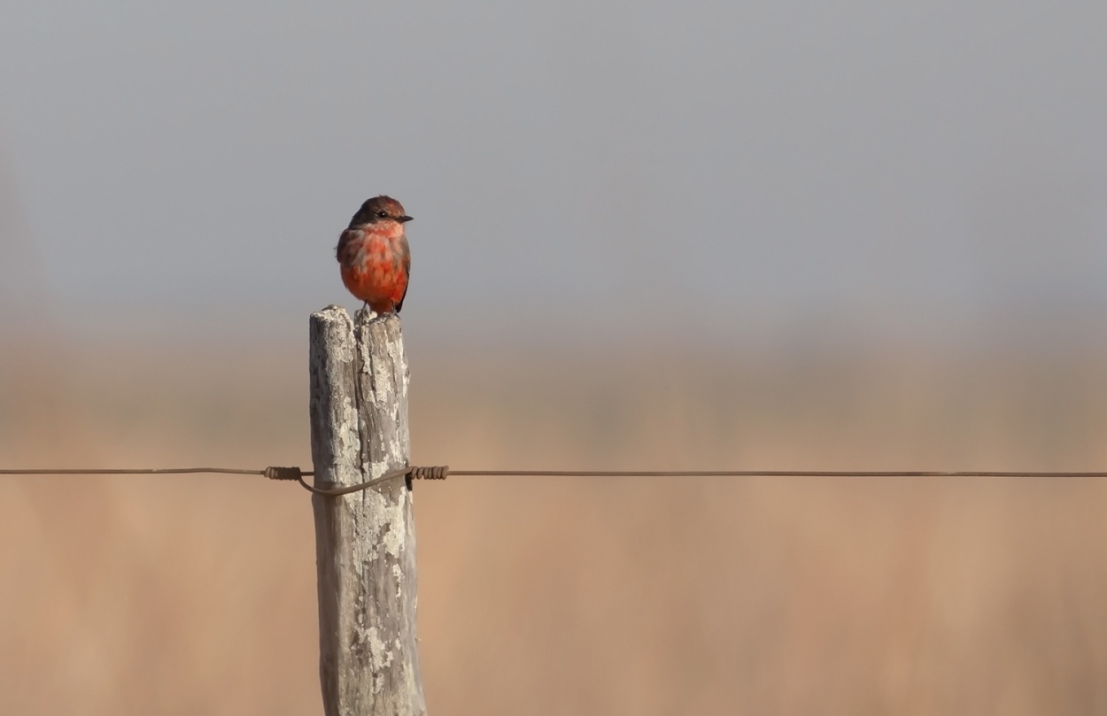 "solitario" de Edith Polverini