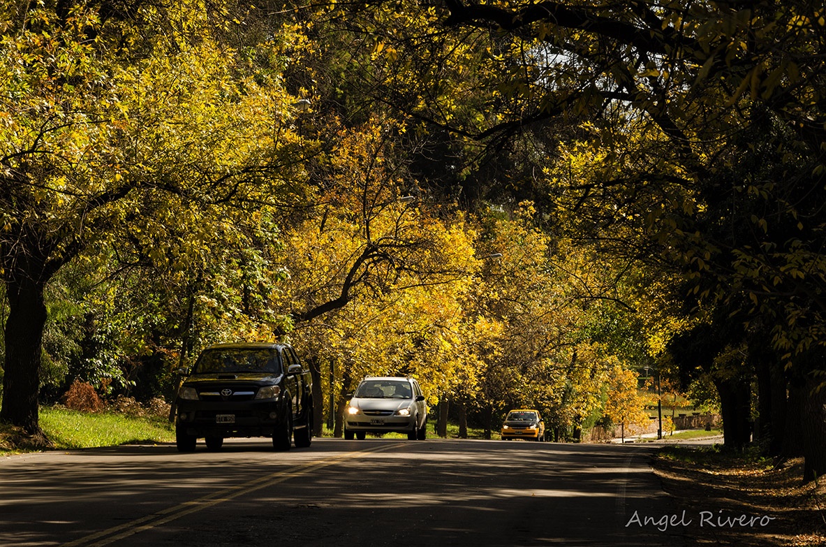 "Paseo por el parque" de Angel Rivero