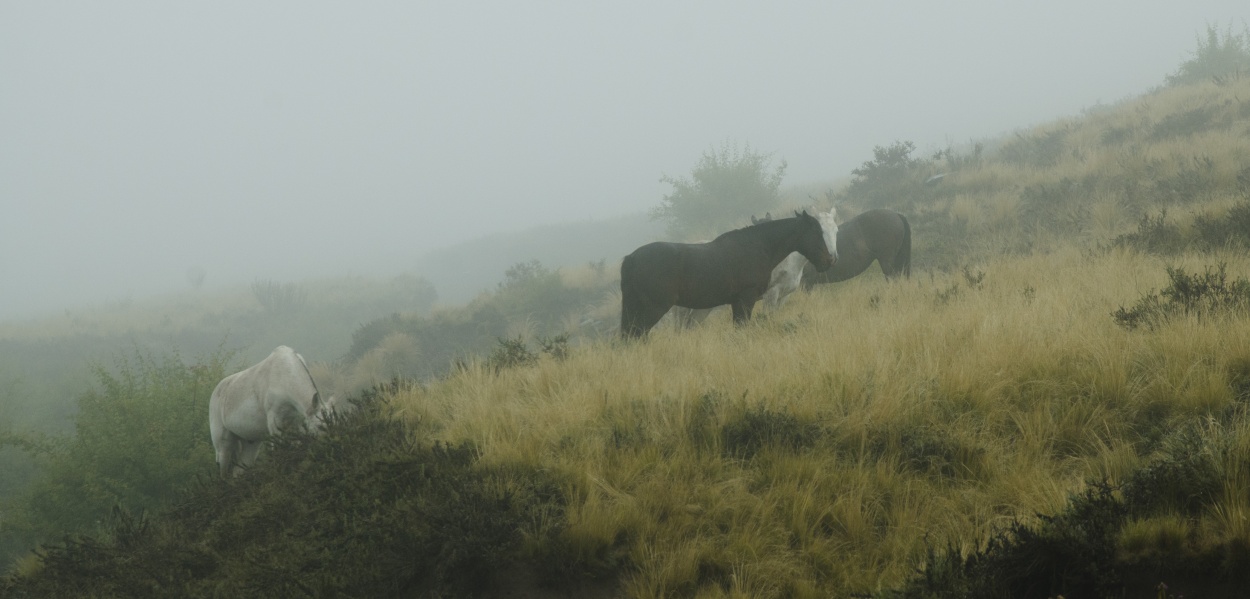 "Campeando el temporal" de Juan Daniel Rodriguez