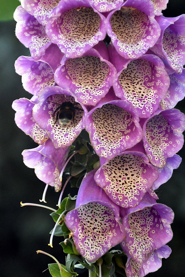 "Campanitas y abeja" de Beatriz Franchini