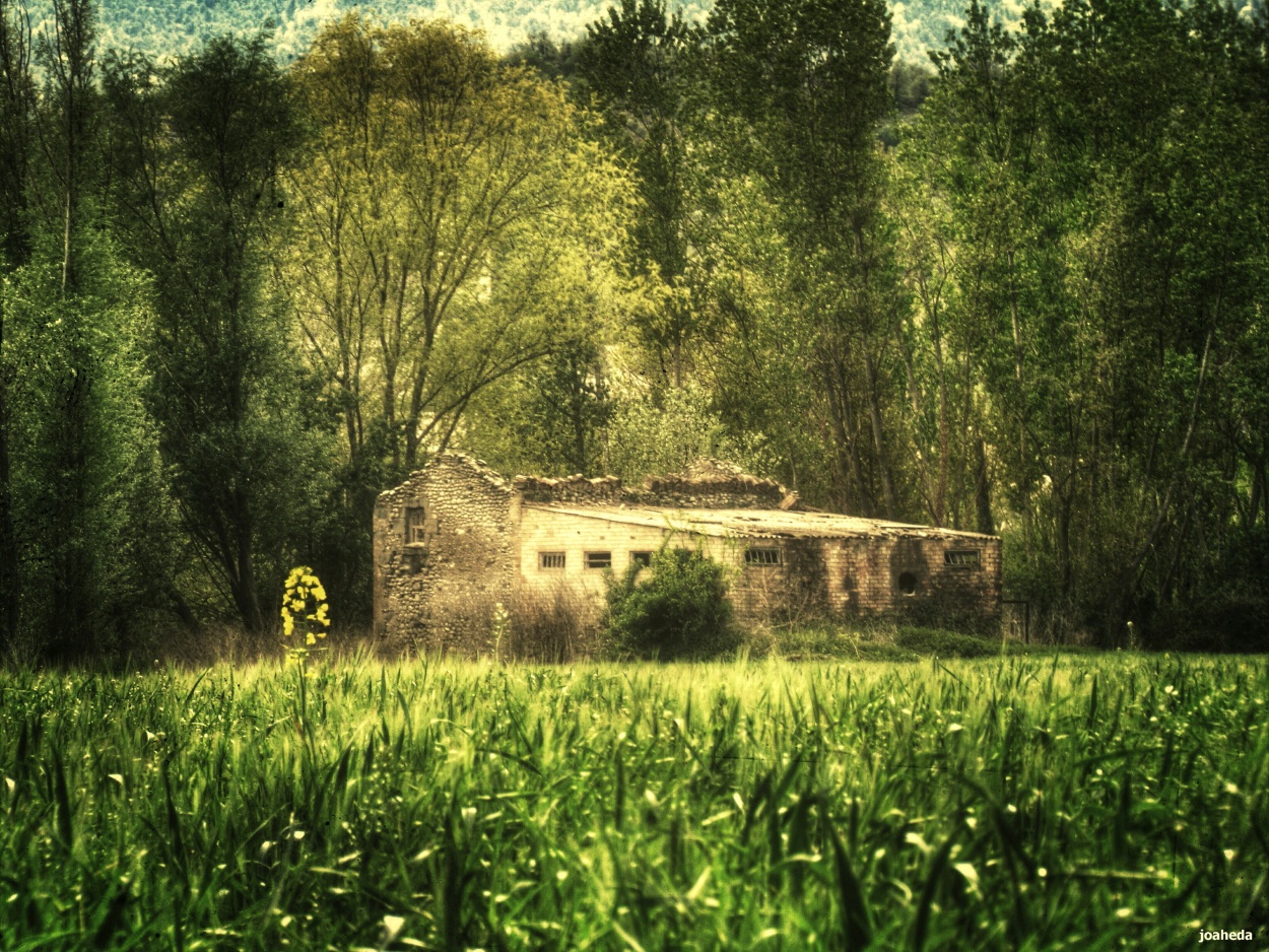 "ABaNDoNaDa en el BoSQue" de Joana Sansalvador Roca