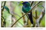 Expectante colibr
