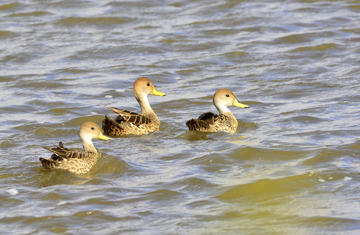 "Tres patitos" de Raquel Perazo