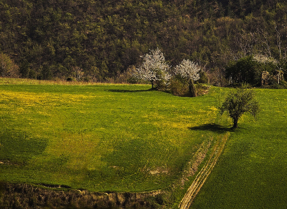 "Flores en el camino" de Gerardo Saint Martn