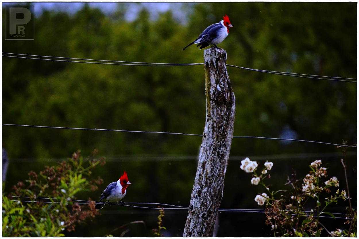 "Los Cardenales" de Pato Roa