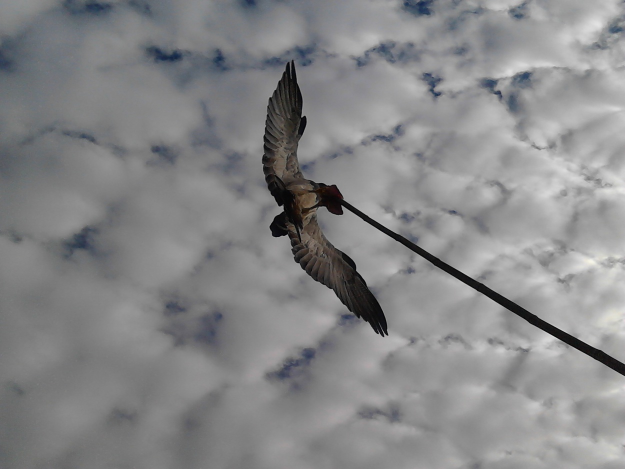 "condor en su maximo esplendor" de Jorge Gonzalo Terren