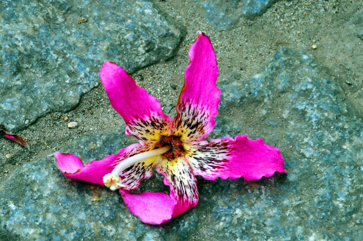 "Flor del Palo Borracho" de Silvia Emilia Guerra