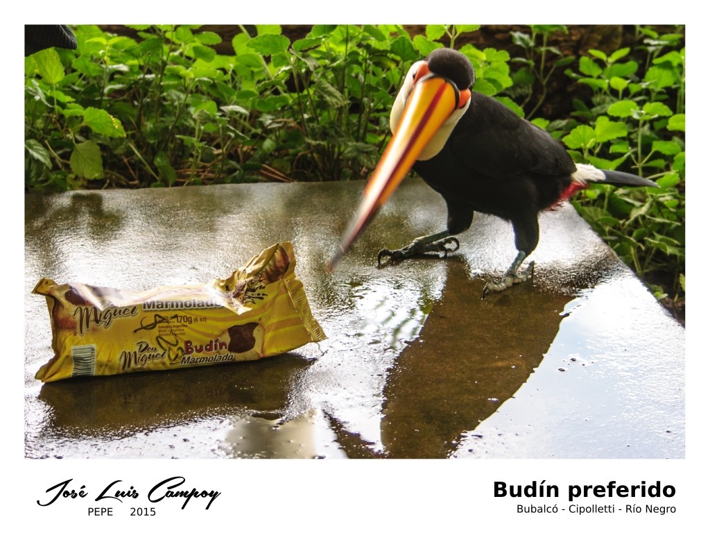 "Budn preferido" de Jos Luis Campoy (pepe)