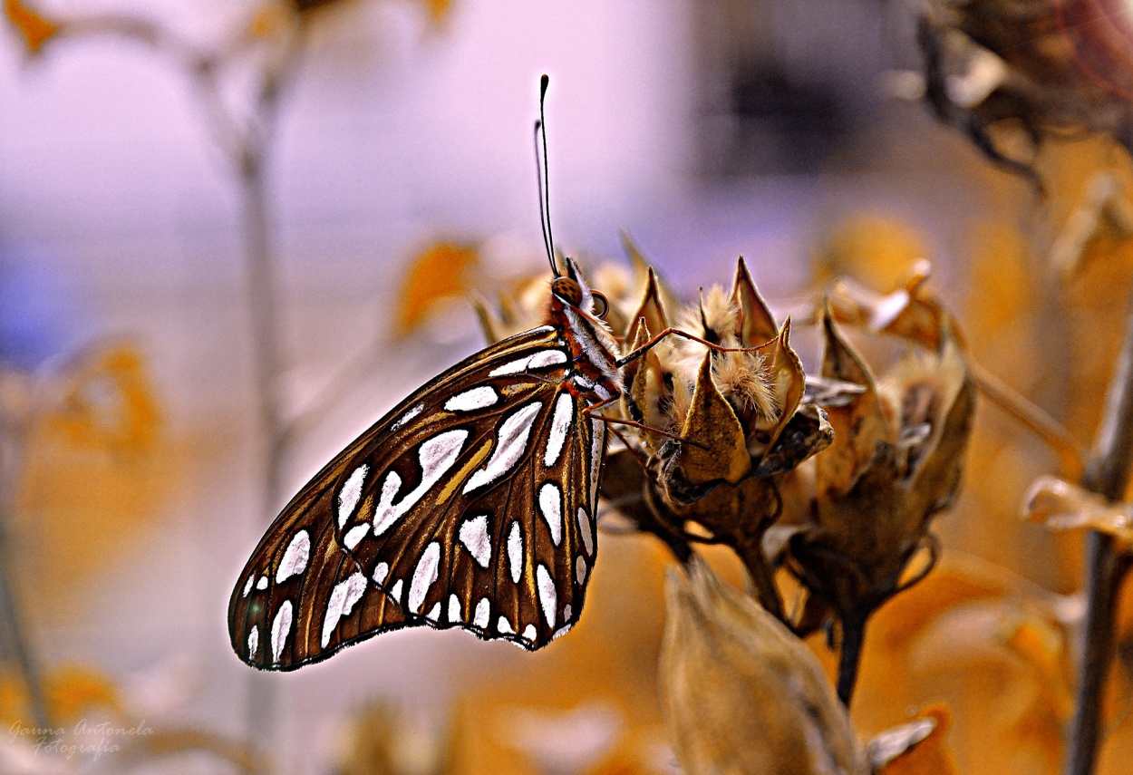 "Mariposa" de Antonela Gauna