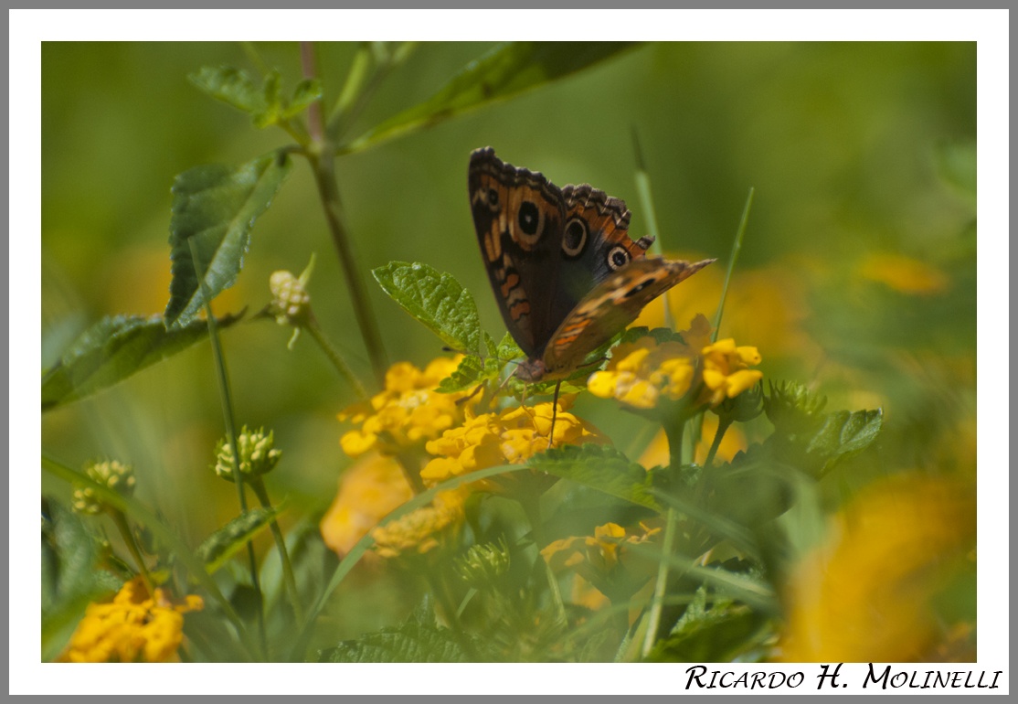 "Entre flores" de Ricardo H. Molinelli