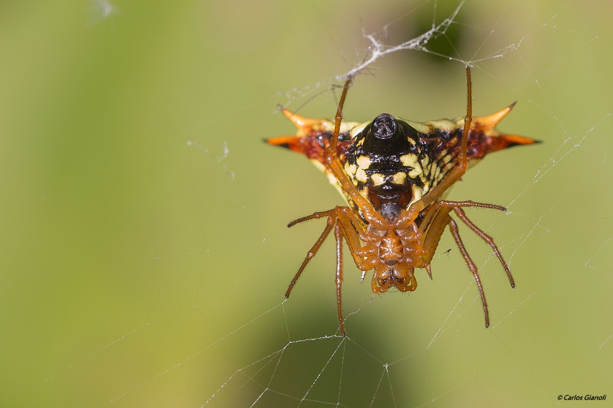 "Araa Micrathena furcata ." de Carlos Gianoli