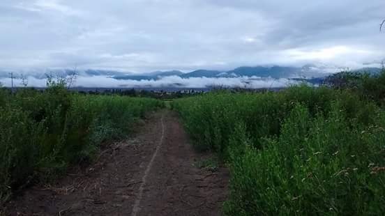 "camino" de Gustavo Erazo